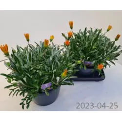 copy of Gazanija - Gazania rigens Gelbe Jupiter