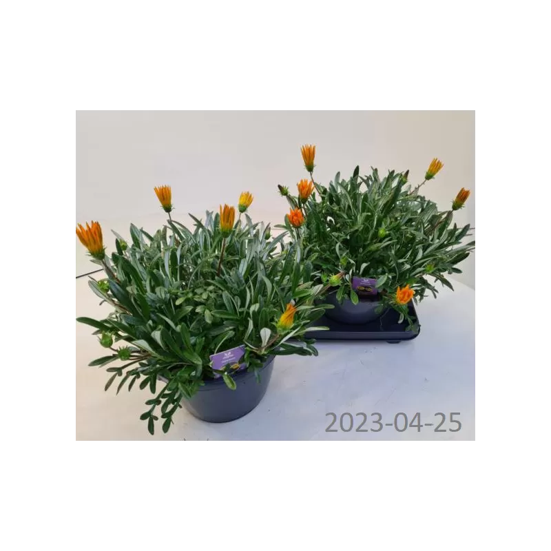 copy of Gazanija - Gazania rigens Gelbe Jupiter