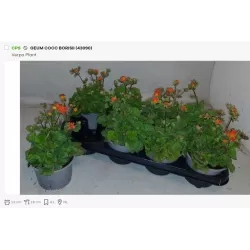 copy of Raudonoji žiognagė - Geum coccineum BORISII P13 gyva foto 2022-04-12