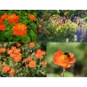 Raudonoji žiognagė - Geum coccineum BORISII
