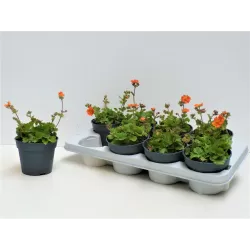 copy of Raudonoji žiognagė - Geum coccineum BORISII P13 gyva foto 2022-04-12