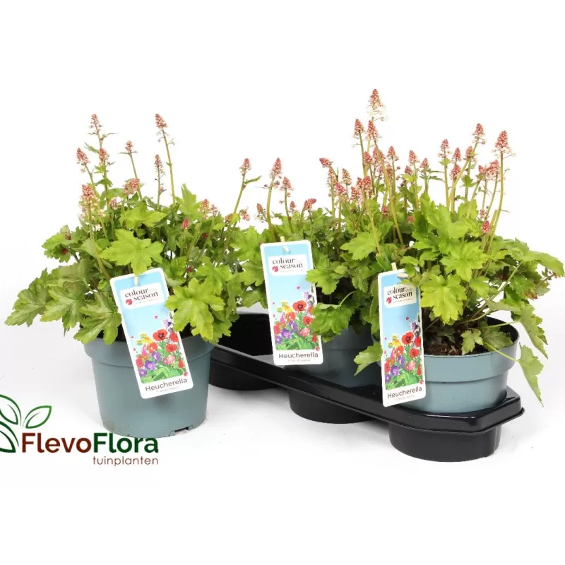 Heucherella Pink Revolution