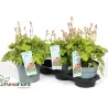 Heucherella Pink Revolution