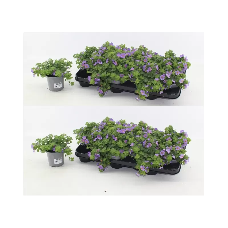 copy of Širdiškoji sutera - Sutera cordata Baristo Blue