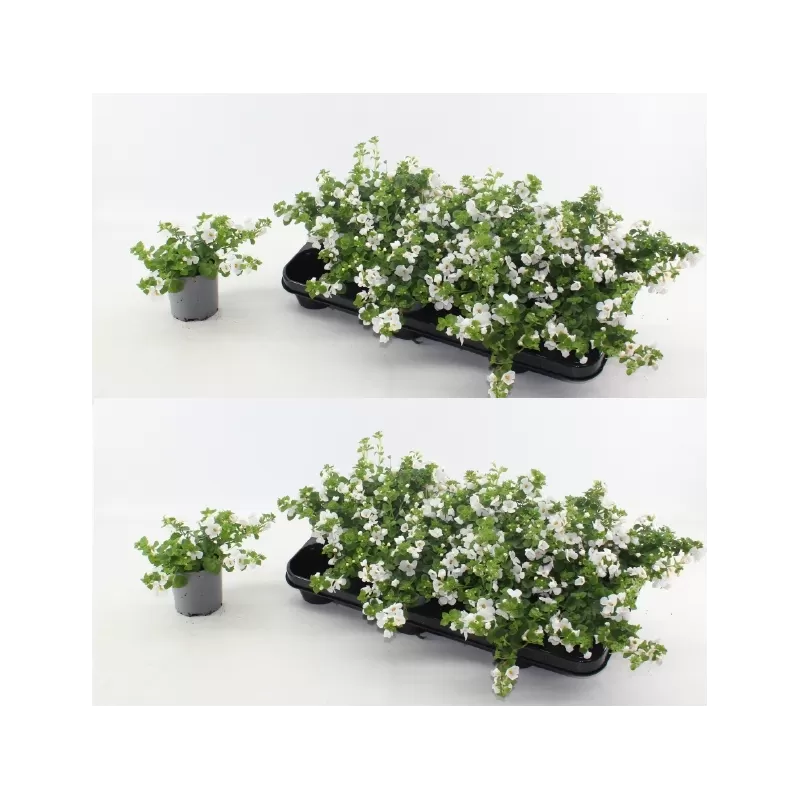 copy of Širdiškoji sutera - Sutera cordata Baristo Blue