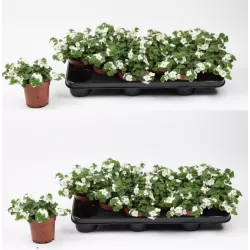 Širdiškoji sutera - Sutera cordata BIG WHITE FALLS