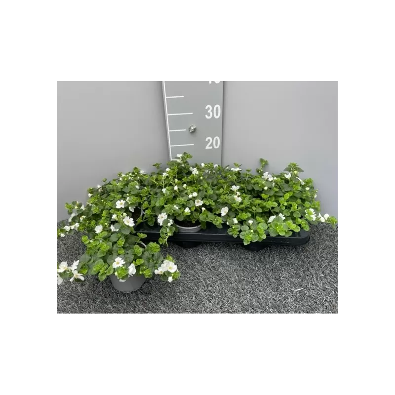 Širdiškoji sutera - Sutera cordata BIG WHITE FALLS