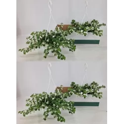Širdiškoji sutera - Sutera Bacopa Cabana Hot White