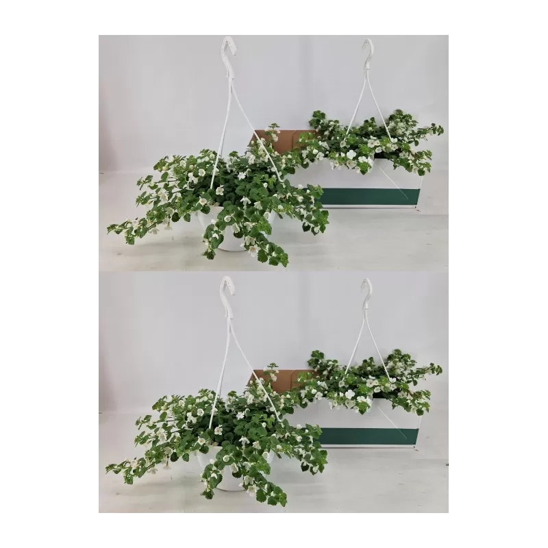 Širdiškoji sutera - Sutera Bacopa Cabana Hot White