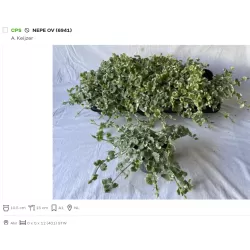 Šliaužiančioji tramažolė margalapė - Nepeta hederacea (syn. glechoma h.)