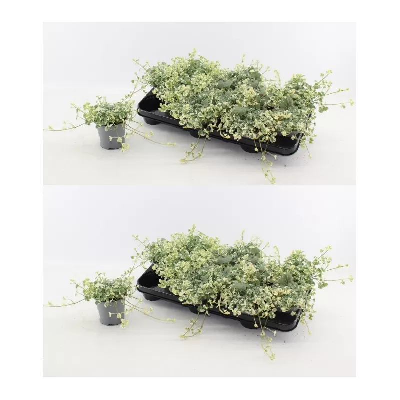 Šliaužiančioji tramažolė margalapė - Nepeta hederacea (syn. glechoma h.)