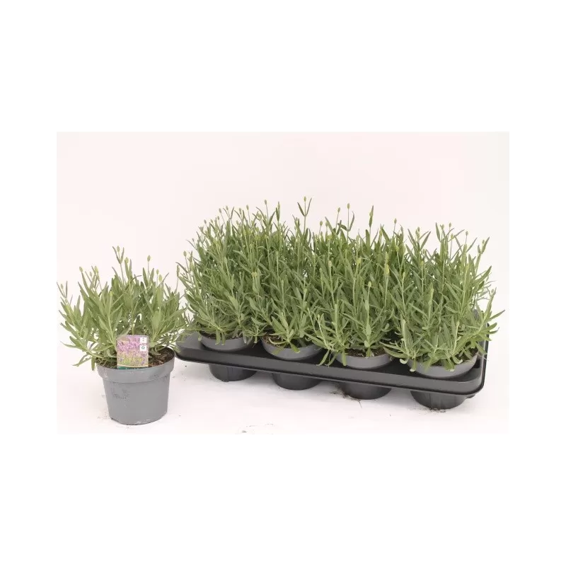 Tikroji levanda - Lavandula angustifolia HAVANA DARK