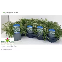 Garden plants/Trees/Flowers/ web-shop