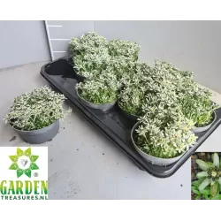 Garden plants/Trees/Flowers/ web-shop