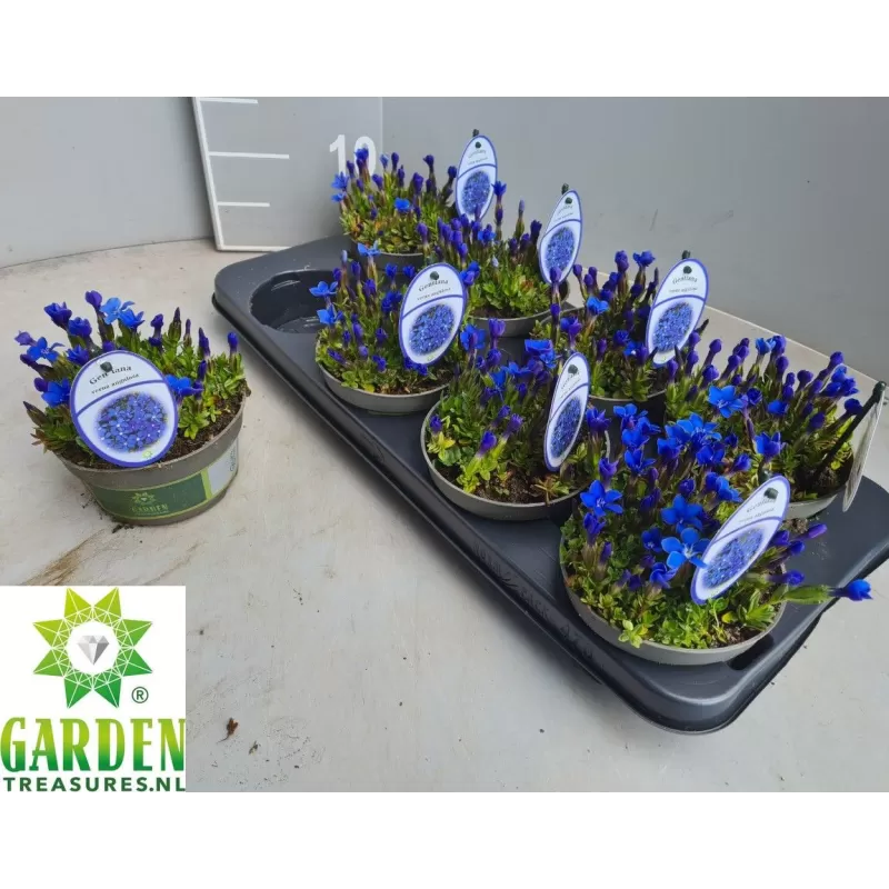 Gencijonas - Gentiana VERNA