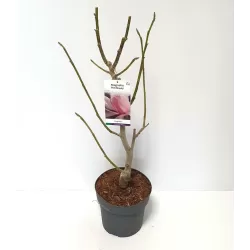 Medžiai ir krūmai internetu su pristatymu į namus visoje Lietuvoje