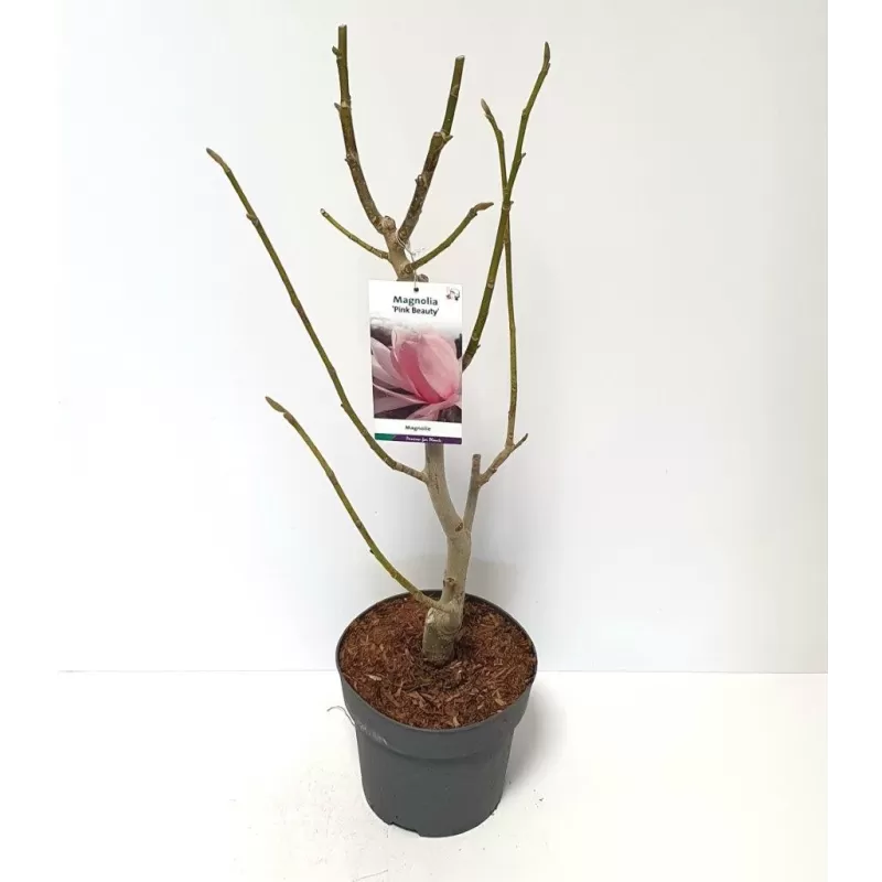 Medžiai ir krūmai internetu su pristatymu į namus visoje Lietuvoje