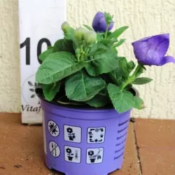 Stambiažiedis plačvarpis Mariesii Astra - Platycodon grand. Mariesii