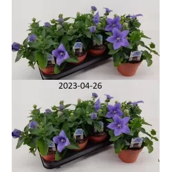 Stambiažiedis plačvarpis Mariesii Astra - Platycodon grand. Mariesii