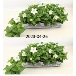 Stambiažiedis plačvarpis Mariesii Astra - Platycodon grand. Mariesii