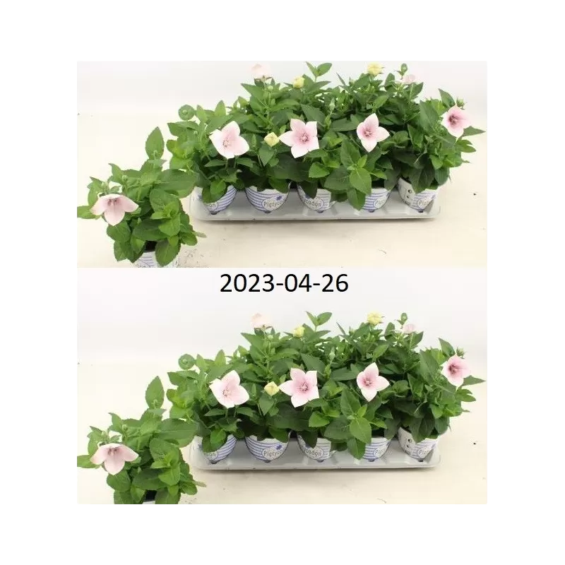 Stambiažiedis plačvarpis Mariesii Astra - Platycodon grand. Mariesii