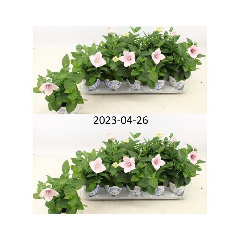 Stambiažiedis plačvarpis Mariesii Astra - Platycodon grand. Mariesii