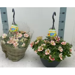 Petunija - Petunia Peppy Sunset