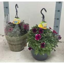 Petunija - Petunia Peppy NEON