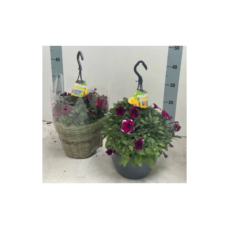 Petunija - Petunia Peppy NEON