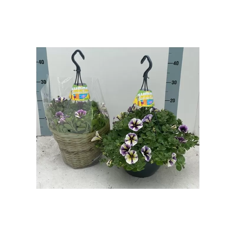 Petunija - Petunia Peppy LAVENDER