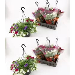 Smulkiažiedė surfinija - Calibrachoa Triobells Pastel