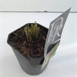 Daugiametės gėlės internetu su pristatymu į namus