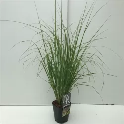 Daugiametės gėlės internetu su pristatymu į namus