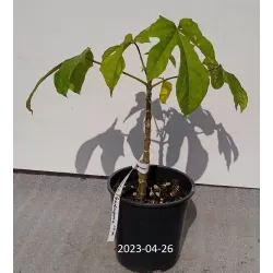 Papaya carica pentagona