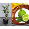 Thai lime - Citrus hystrix
