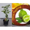 Tajų laimas - Citrus hystrix