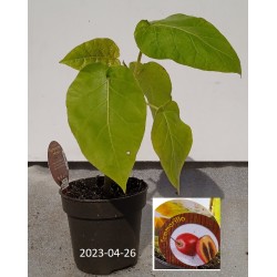 Pomidorų Medis (Tamarillo) - Cyphomandra betacea (Solanum abutiloides)