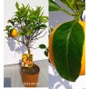 Sweet Orange - Citrus sinensis