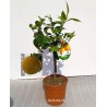 Kartusis apelsinas - Citrus aurantium AMARO