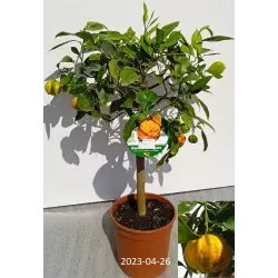 Apelsinmedis - Citrus sinensis CORRUGATO