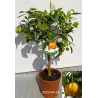 Apelsinmedis - Citrus sinensis CORRUGATO