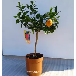 Citrinmedis (raudonvaisis, daug vaisių) - Citrus Lemon red P15 50cm