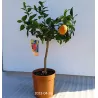Citrinmedis (raudonvaisis, daug vaisių) - Citrus Lemon red P15 50cm