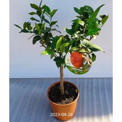 Citrinmedis (raudonvaisis, daug vaisių) - Citrus Lemon red P15 50cm