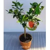 Citrinmedis (raudonvaisis, daug vaisių) - Citrus Lemon red P15 50cm