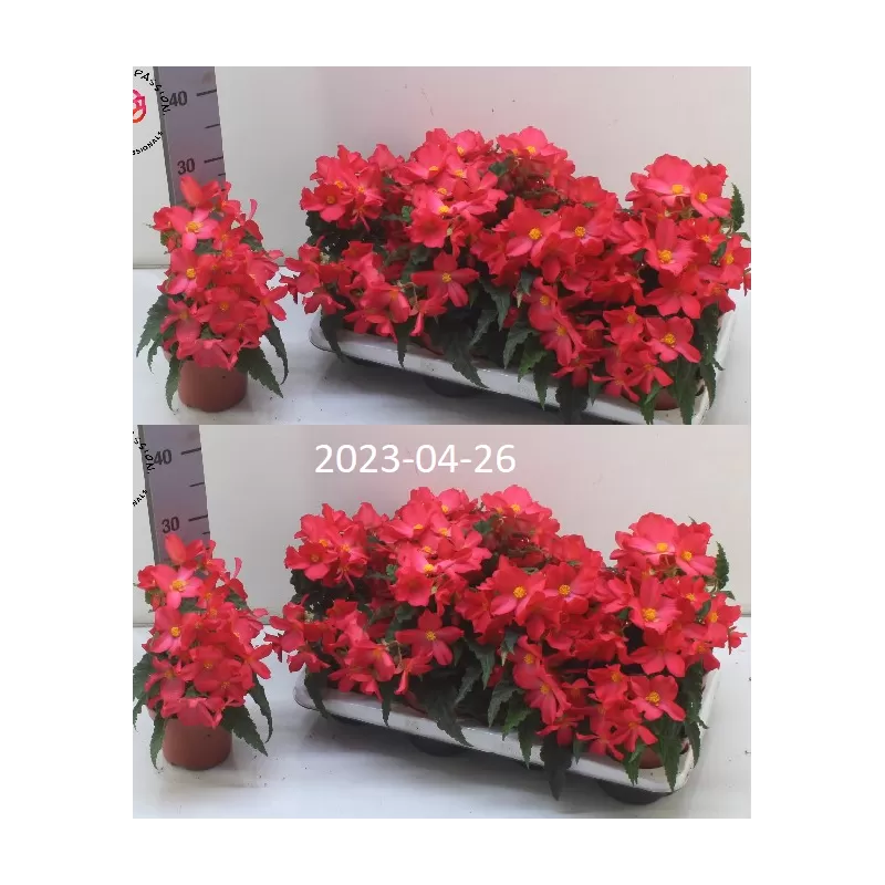 Begonija (lauko) - Begonia Florencio Pink