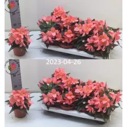 copy of Begonija (lauko) - Begonia Florencio Pink