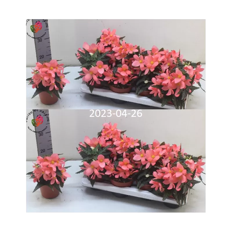copy of Begonija (lauko) - Begonia Florencio Pink