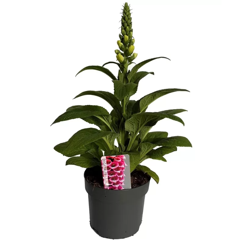 copy of Penstemon White Bedder P9 skirta želdiniams