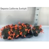 Svyranti begonija (lauko) - Begonia California Sunlight